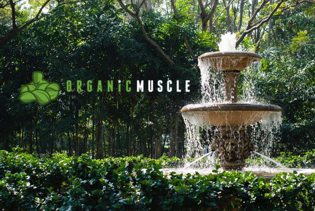 The Natural Path To The Fountain of Youth - Organic Muscle Fitness Supplements