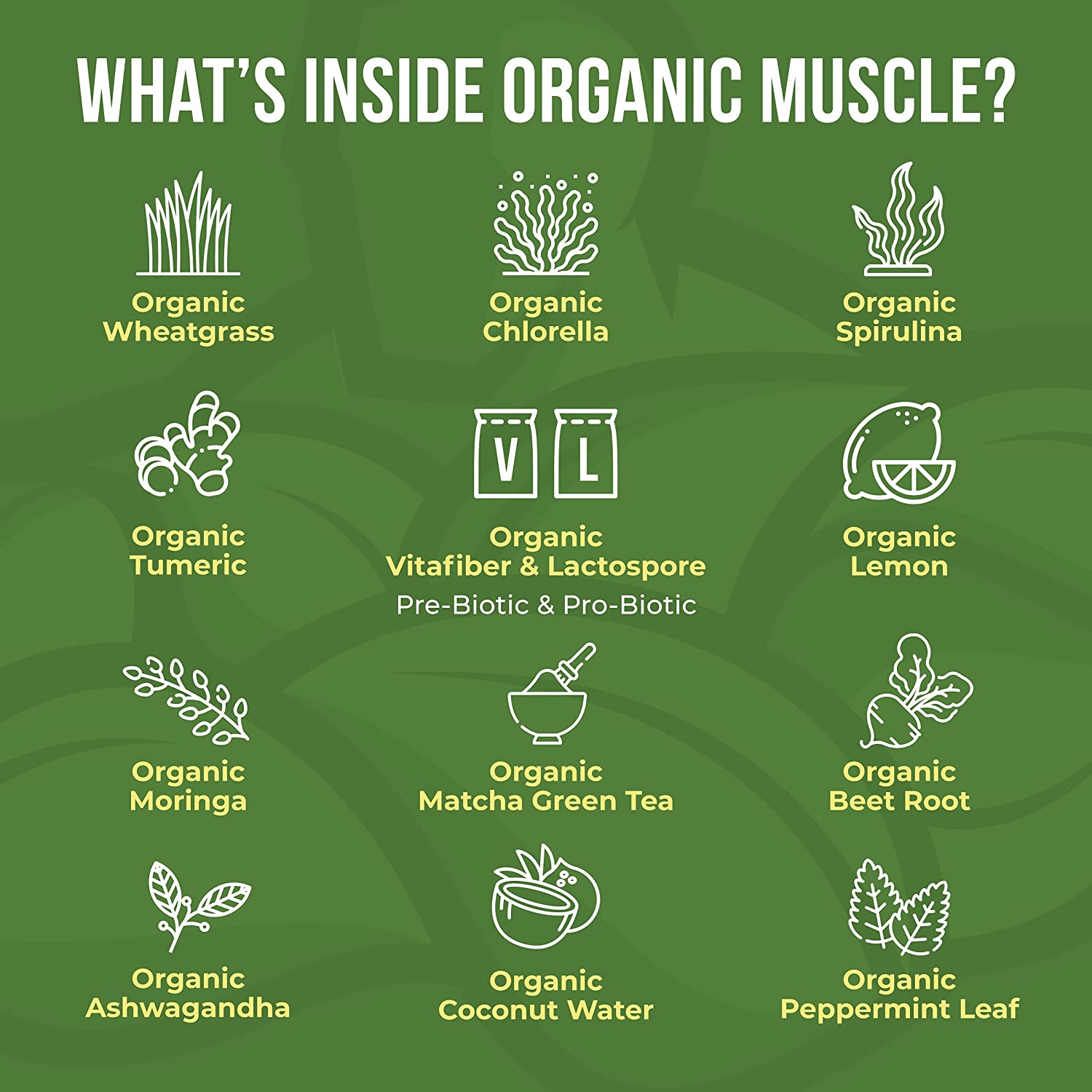 https://www.organicmuscle.com/cdn/shop/products/superfood-greensorganic-muscle-supplementsorganic-muscle-fitness-supplements-653468.jpg?v=1703811409